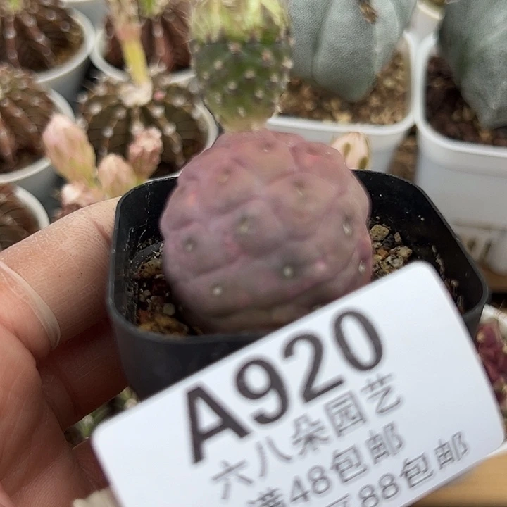玲***玲920号习志野111111111111
