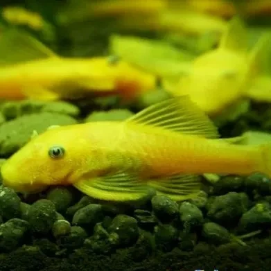 工具鱼黄金胡子鱼缸除藻黄金大胡子好帮手