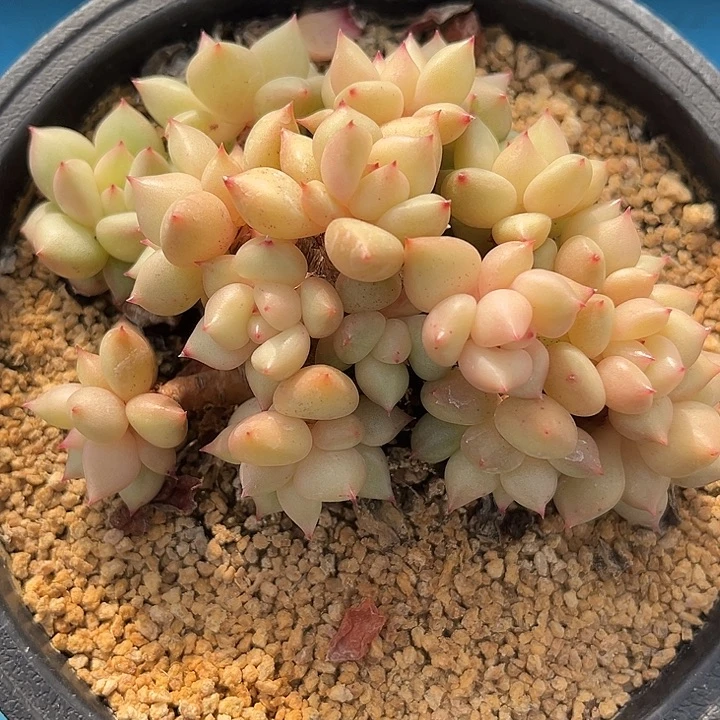 象牙精控小老桩自然群