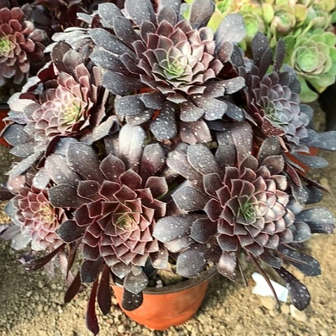全部花朵黑玫瑰黑