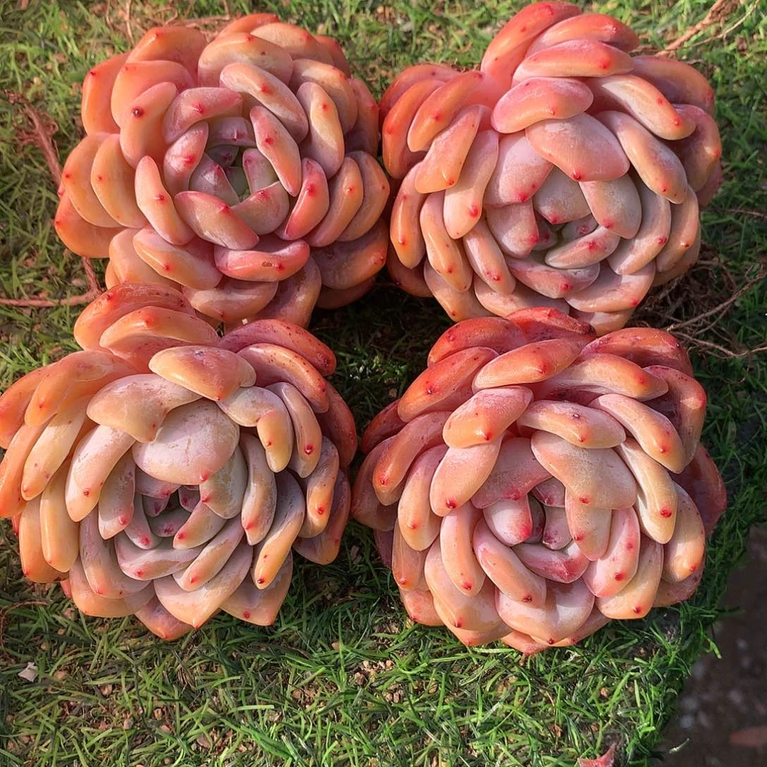 一物一拍，精控老庄橙梦露4颗