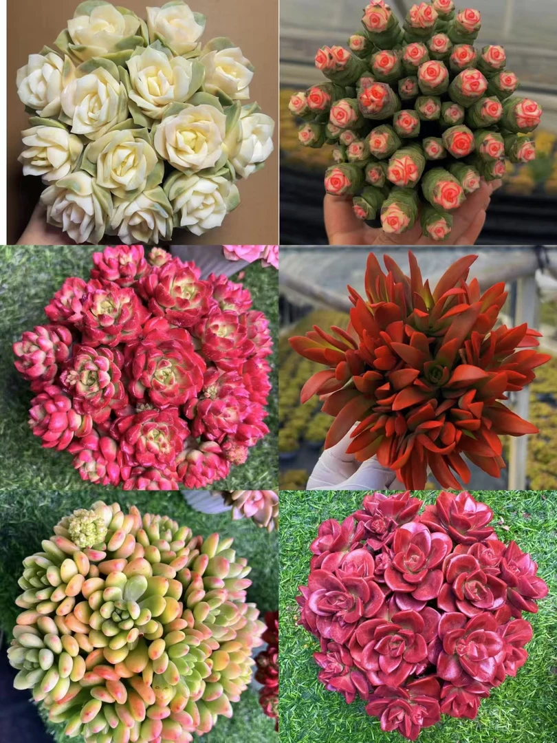 XP满满一大箱 新手组合 全部挑好的发 6个带盆土 云南基地发货