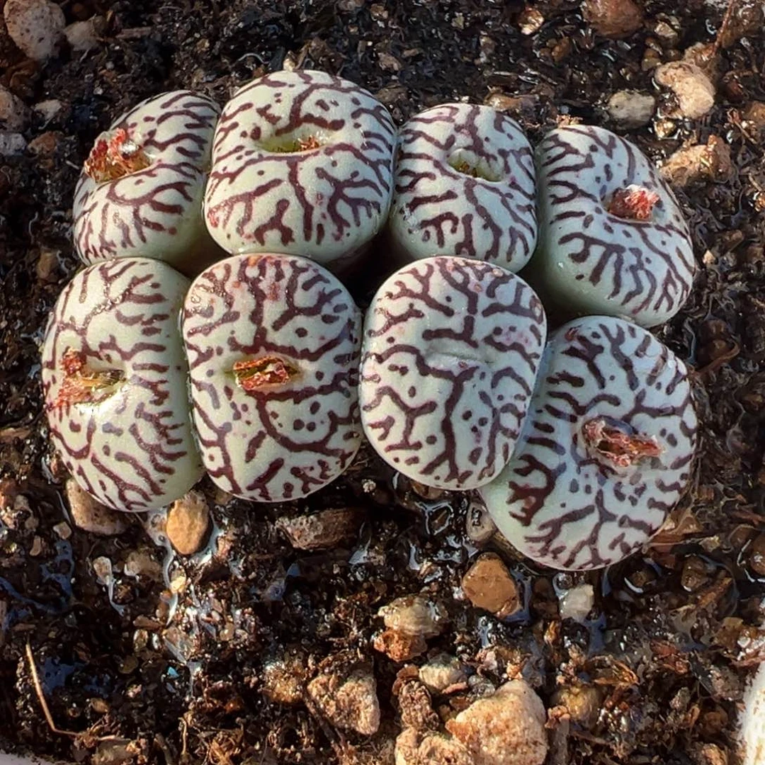 541多肉植物种类多样