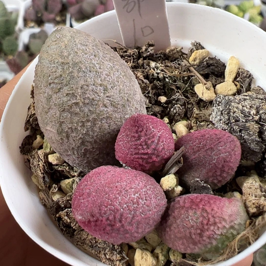 w腹部多肉植物水泡