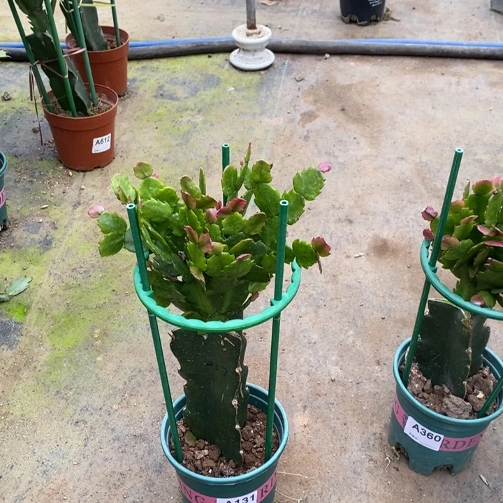 当前无花栽培后可以开花王*美131嫁接037