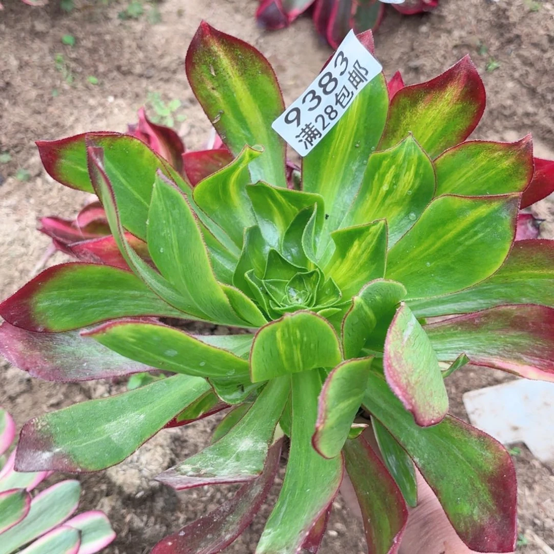 B   9383魅影七彩多肉