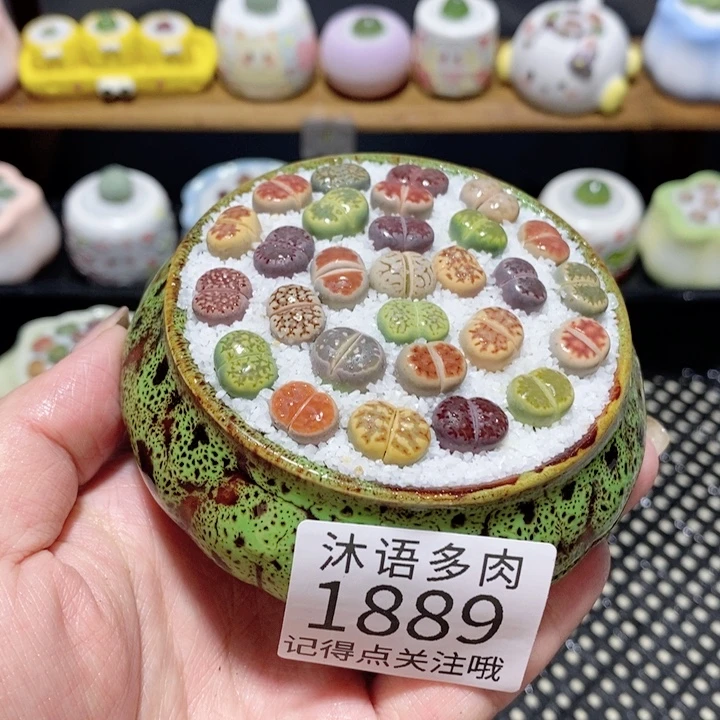 带盆土植物 一物一拍1889