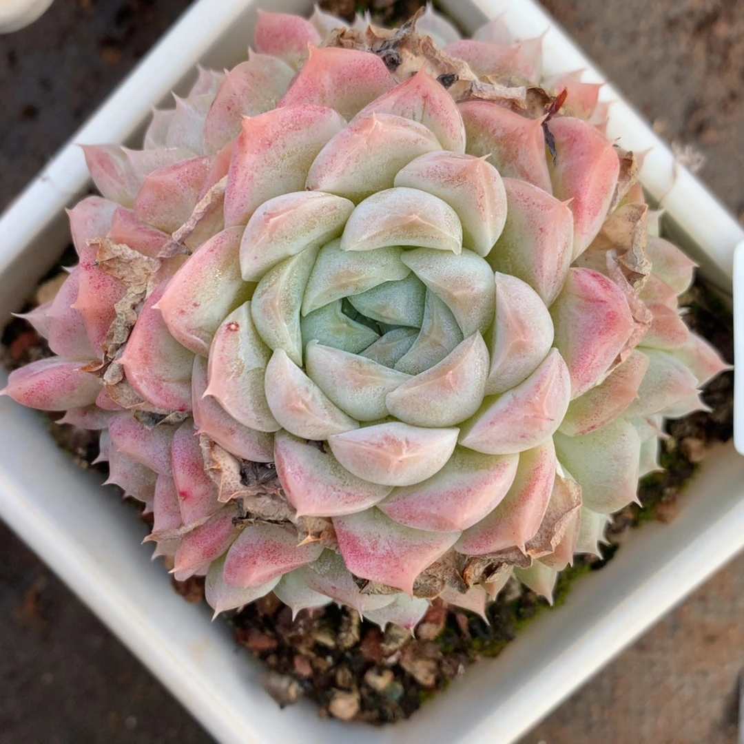 6029杂交多肉老桩