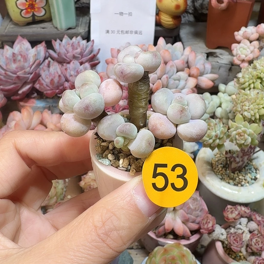53 多肉含盆土 30元包邮非偏远