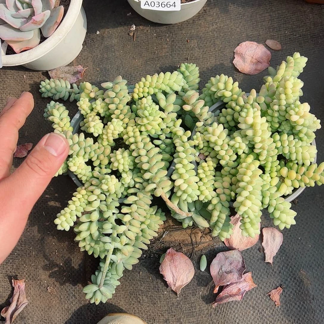 彩虹玉坠散装带盆土两盆