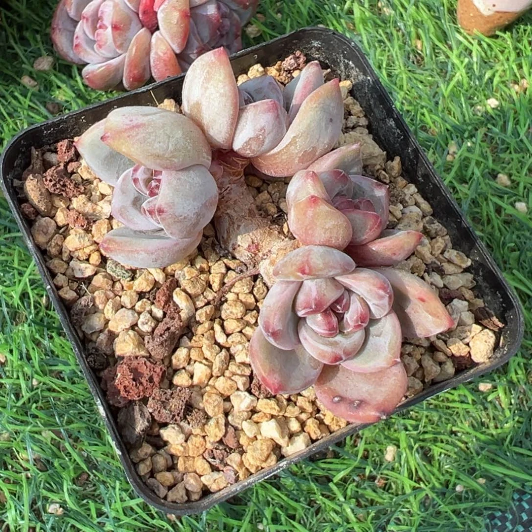 W****?啊石榴籽星影小树福利