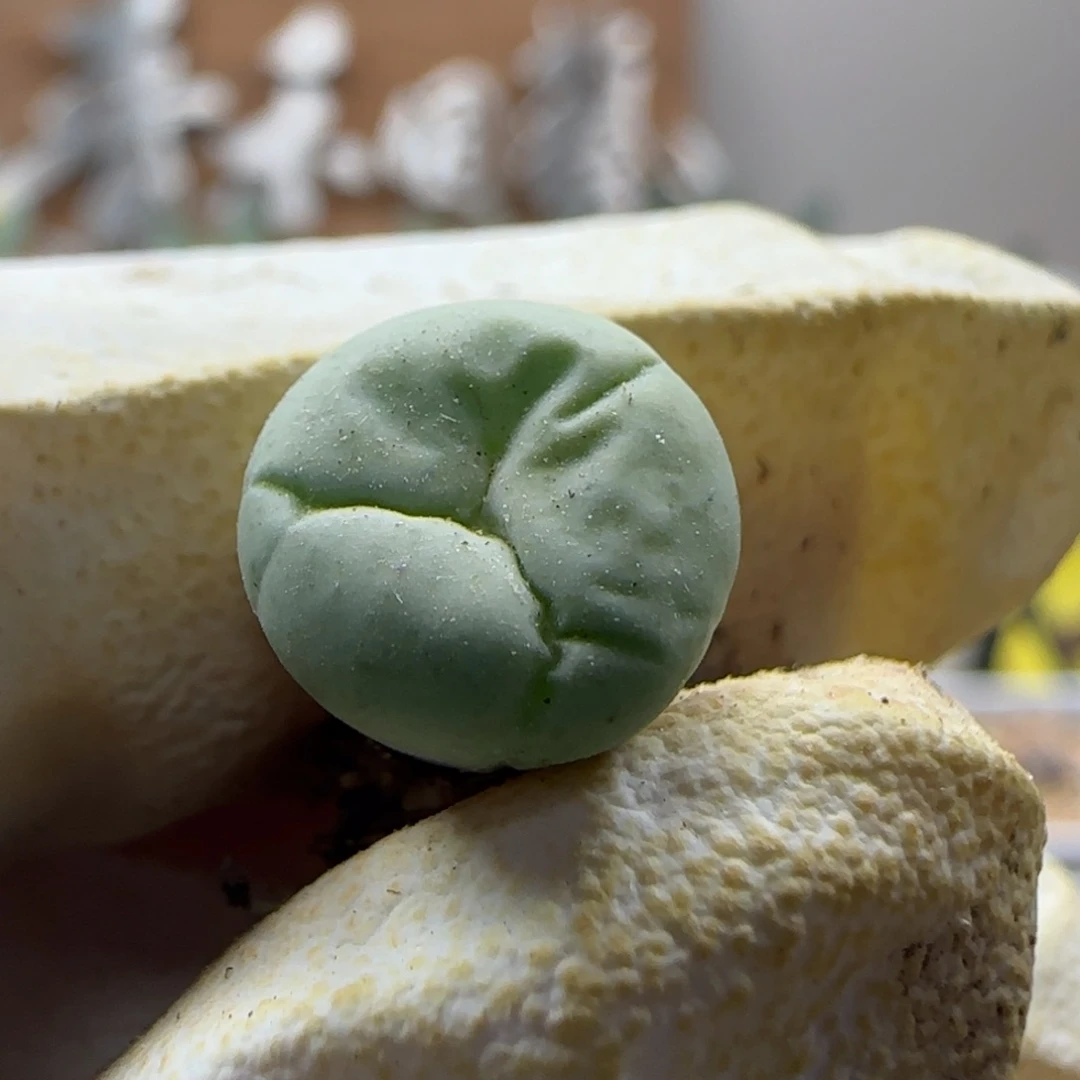 阳***宝9-16当天满38包邮特选锦嘴1cm