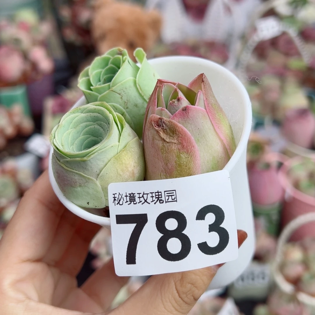 783三颗组合福利带盆。