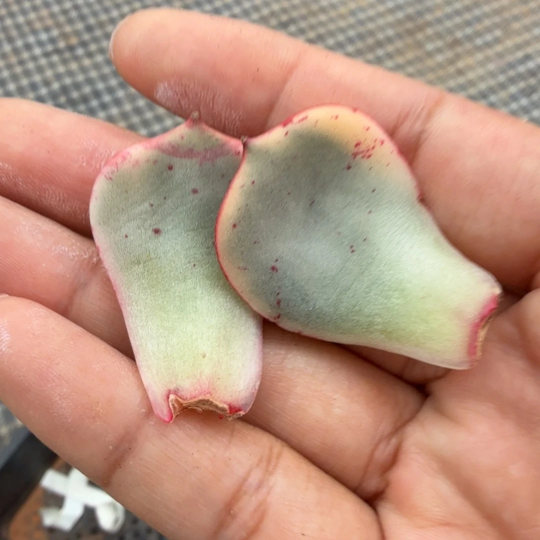 量拍 斗牛士锦两片一组