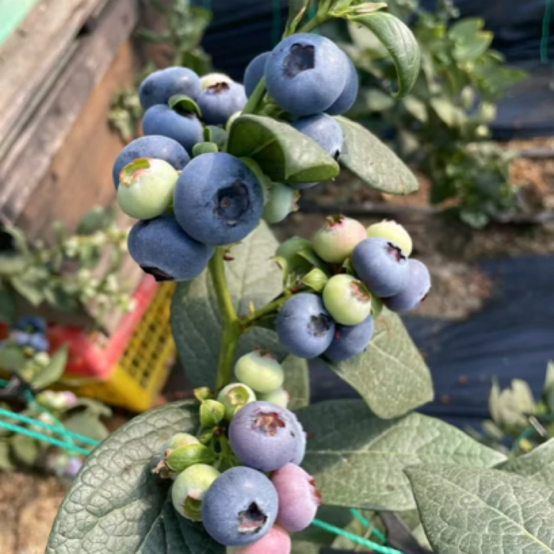 无品牌丹东头茬蓝莓大果20-25mm8盒4盒装净重450g/900g