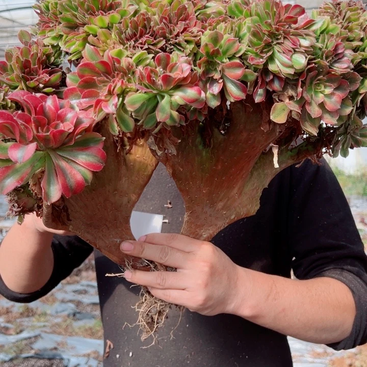 红袖醉话24号多肉法师