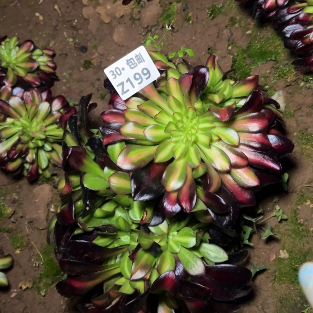 199花那锦多肉法师