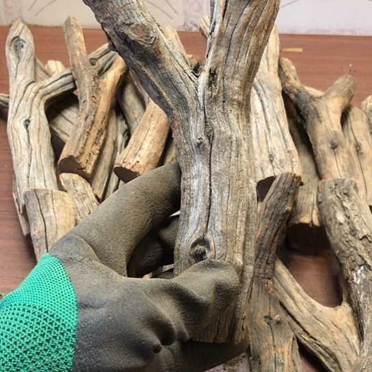 大果紫檀（缅甸花梨）秋*