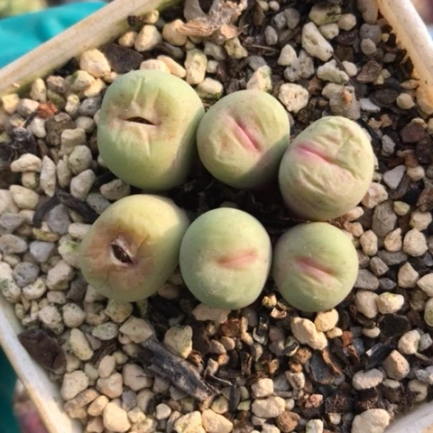 多肉肉锥 Rr723红嘴