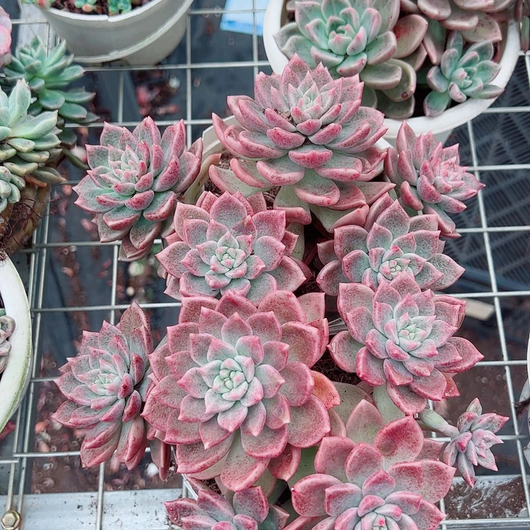 油漆桶多头群生两盆