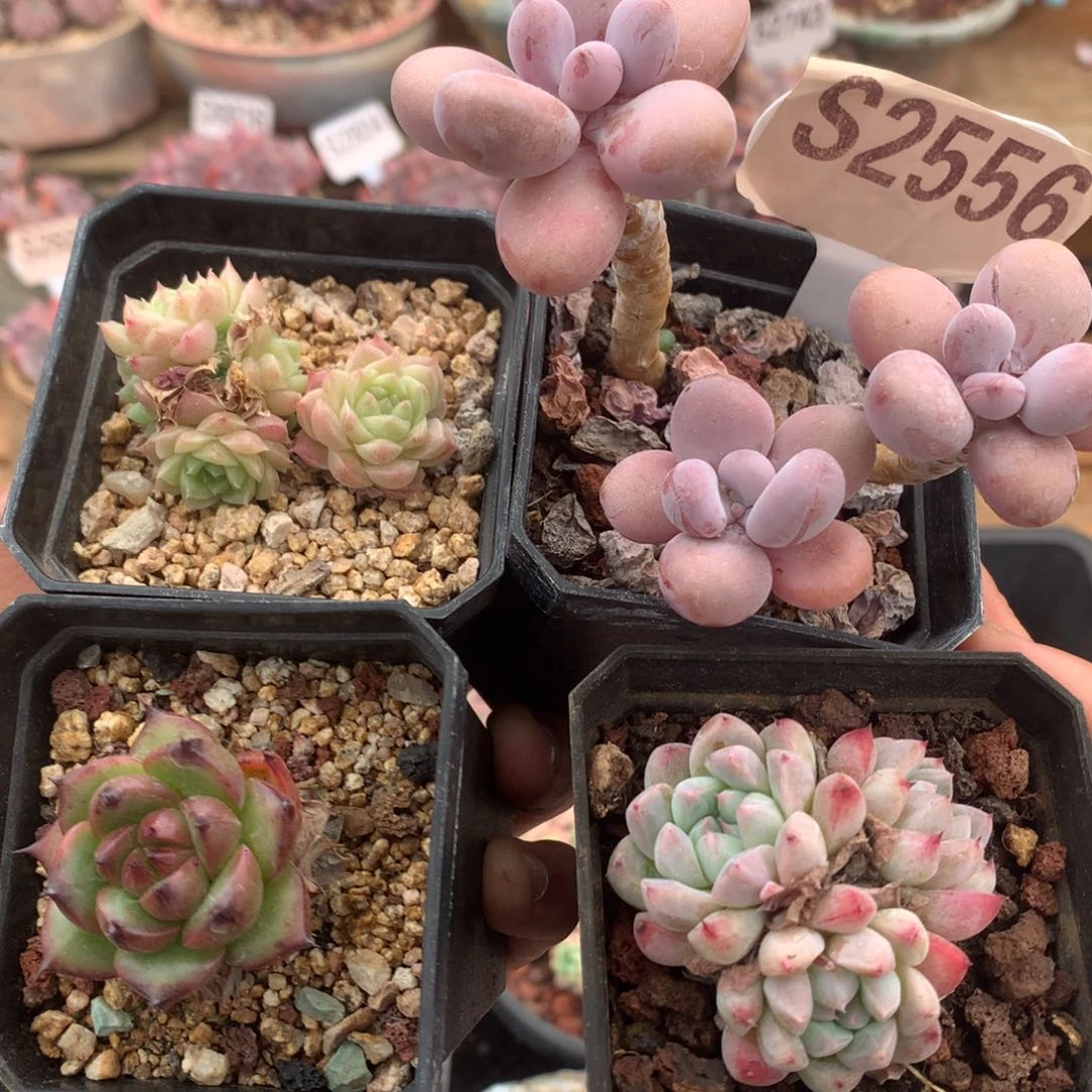 S2556 组合 不包整