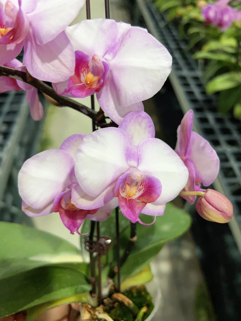 蝴蝶兰【豆蔻佳人】2.8寸室内桌面摆放花卉  基地直发