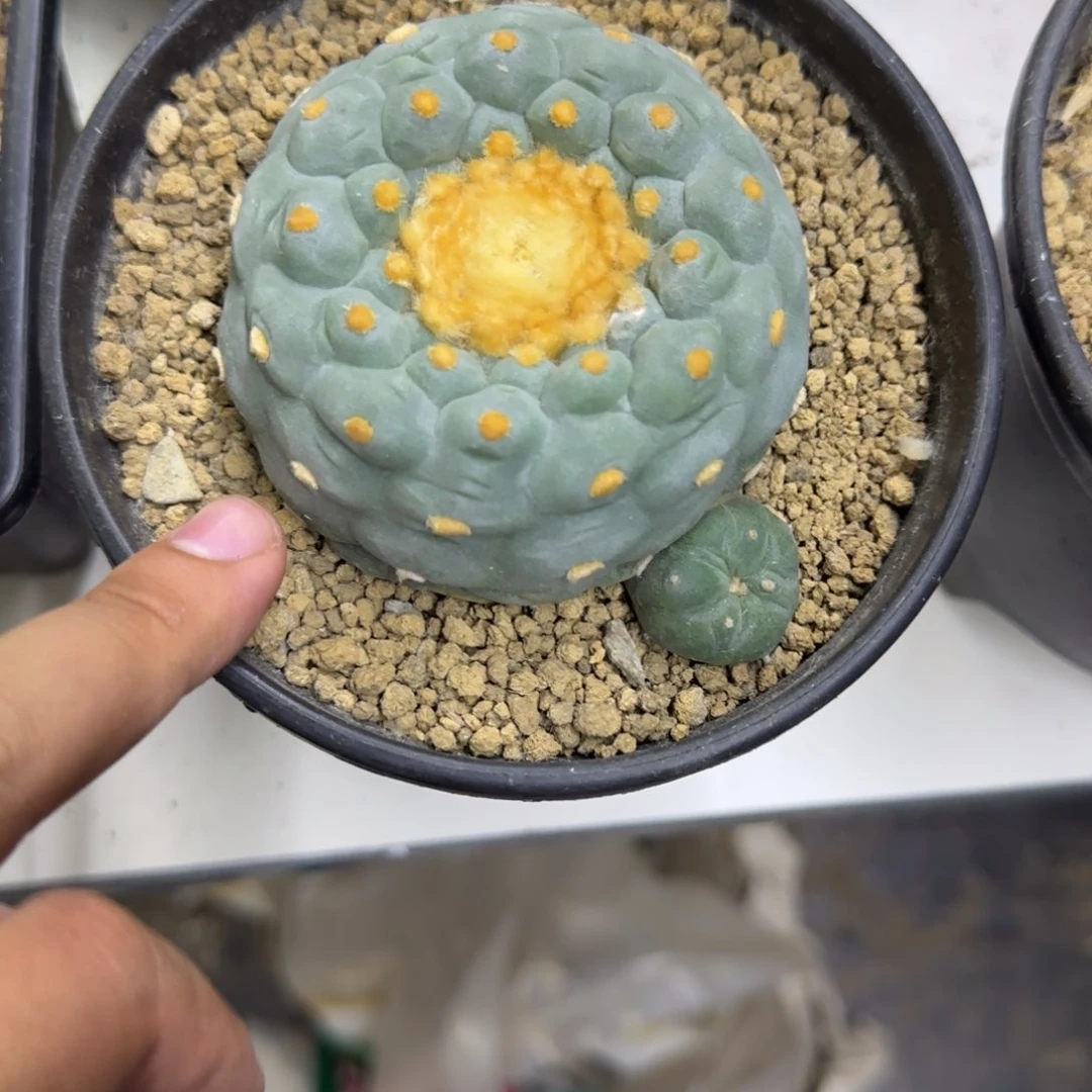 皮*虾一物一拍所见即所得