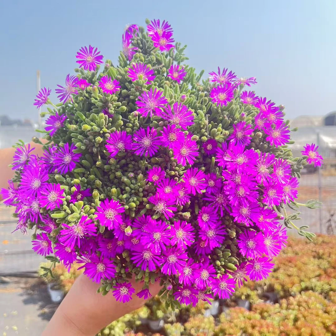 枝干番杏 爆花机器花期很长