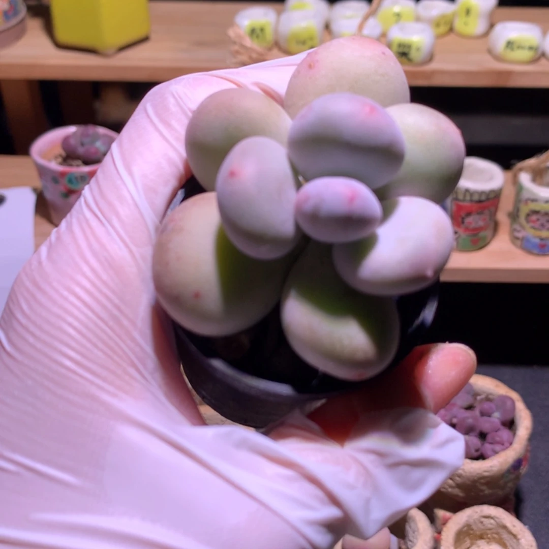 黄金鸡蛋大叶奶，大叶奶