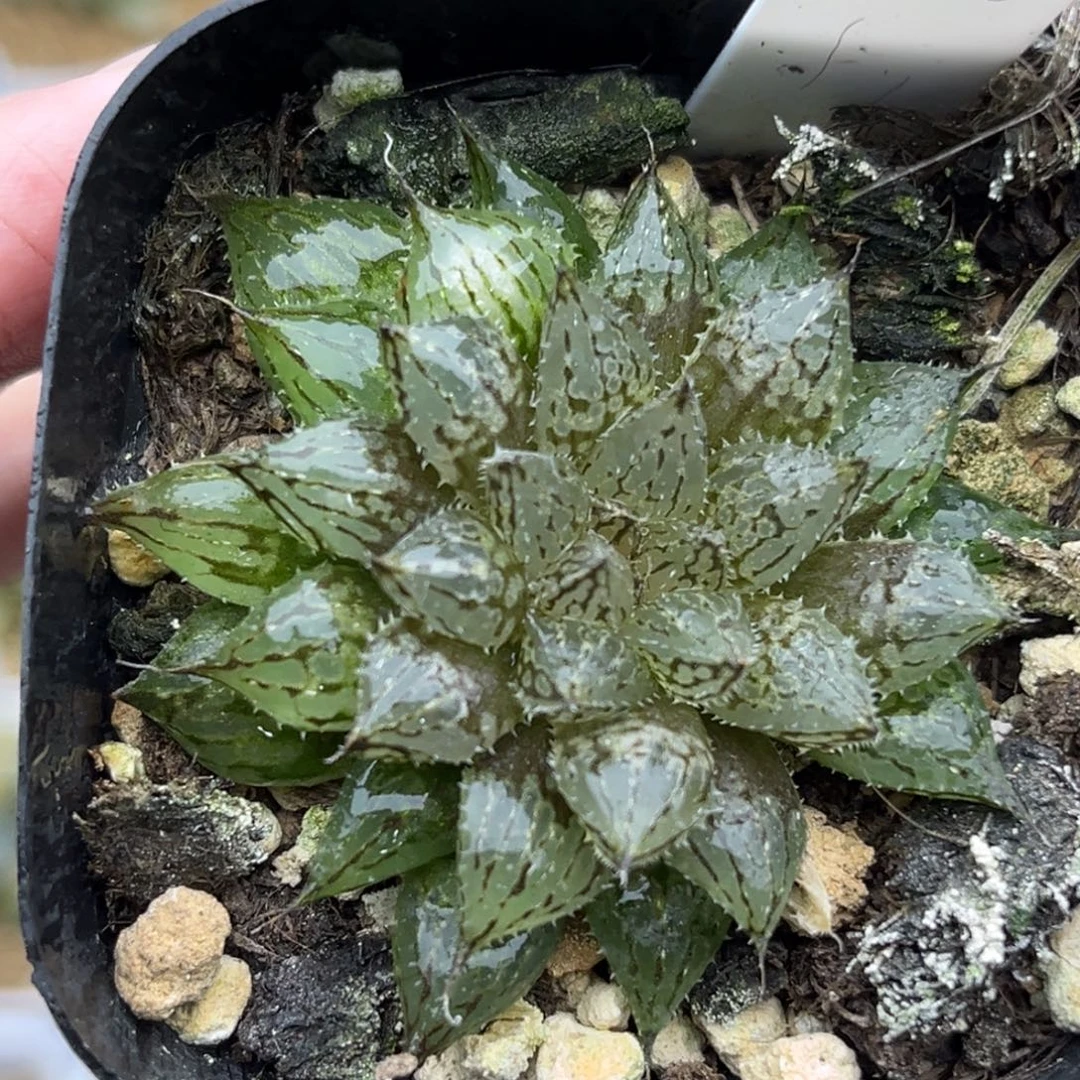 49岩兰玉露福利专场