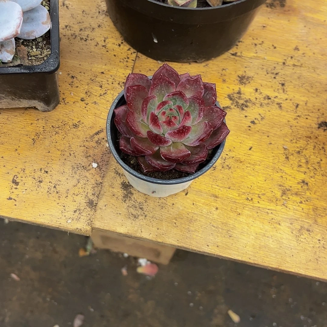 嫣***然好养活多肉植物108