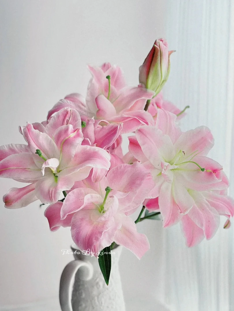 多头双钻重瓣百合--优雅梦幻(实物以直播间为准)花艺自然