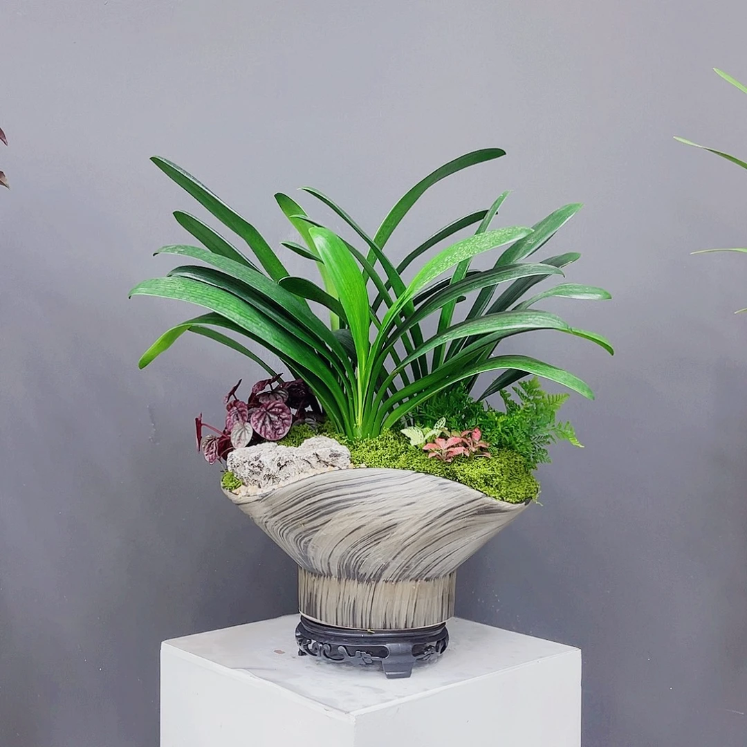 无花朵高端盆景一物一拍