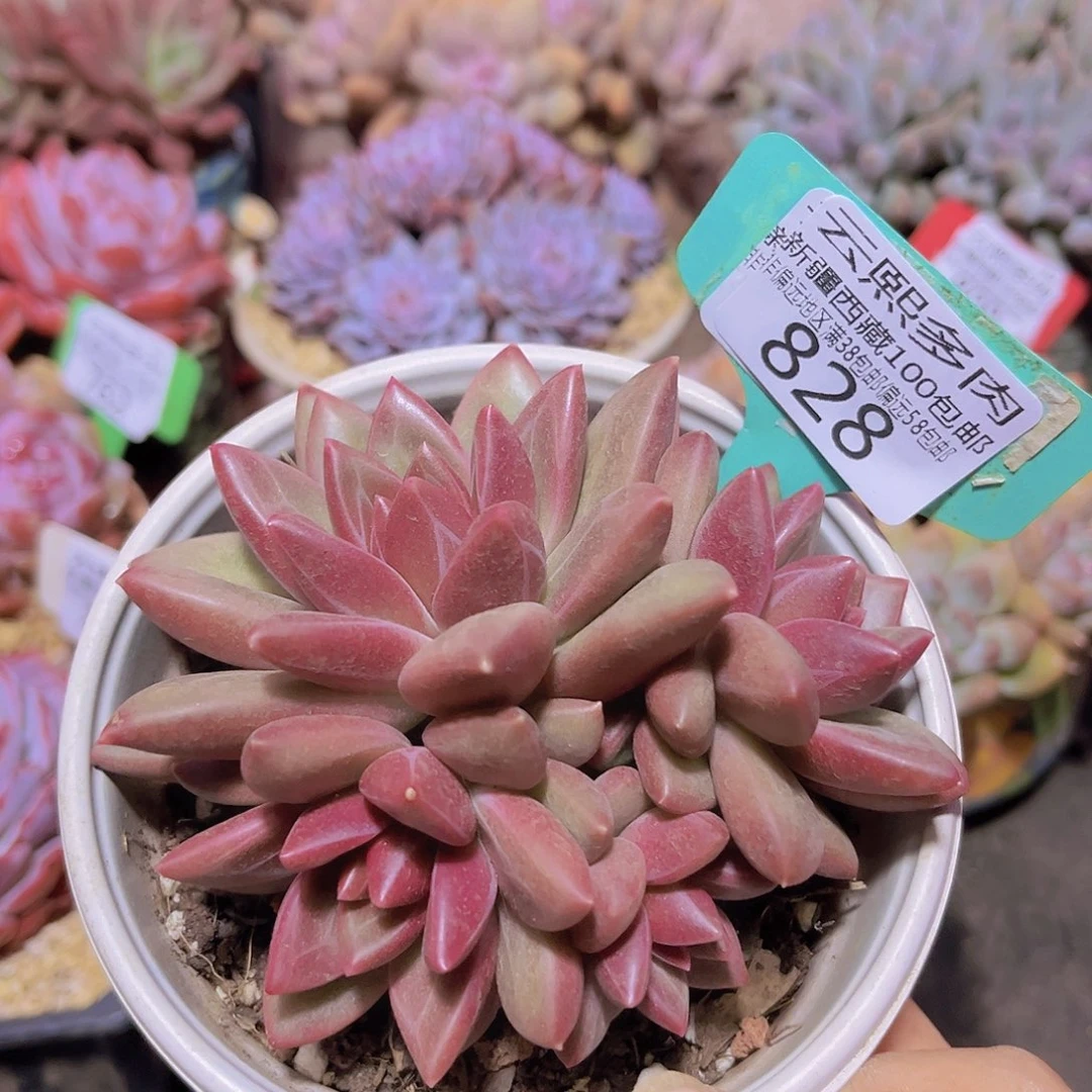 828迷雾泡泡多肉植物