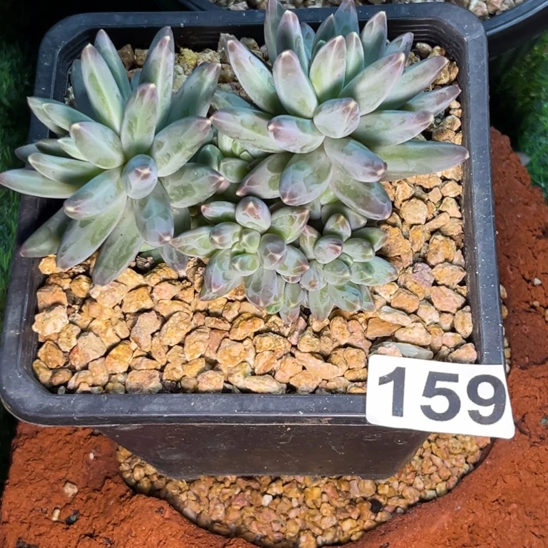 多肉植物伊卡鲁斯群159