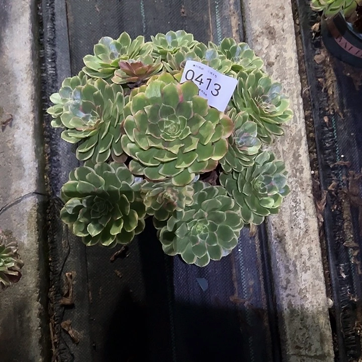 0413粉花妖多肉植物