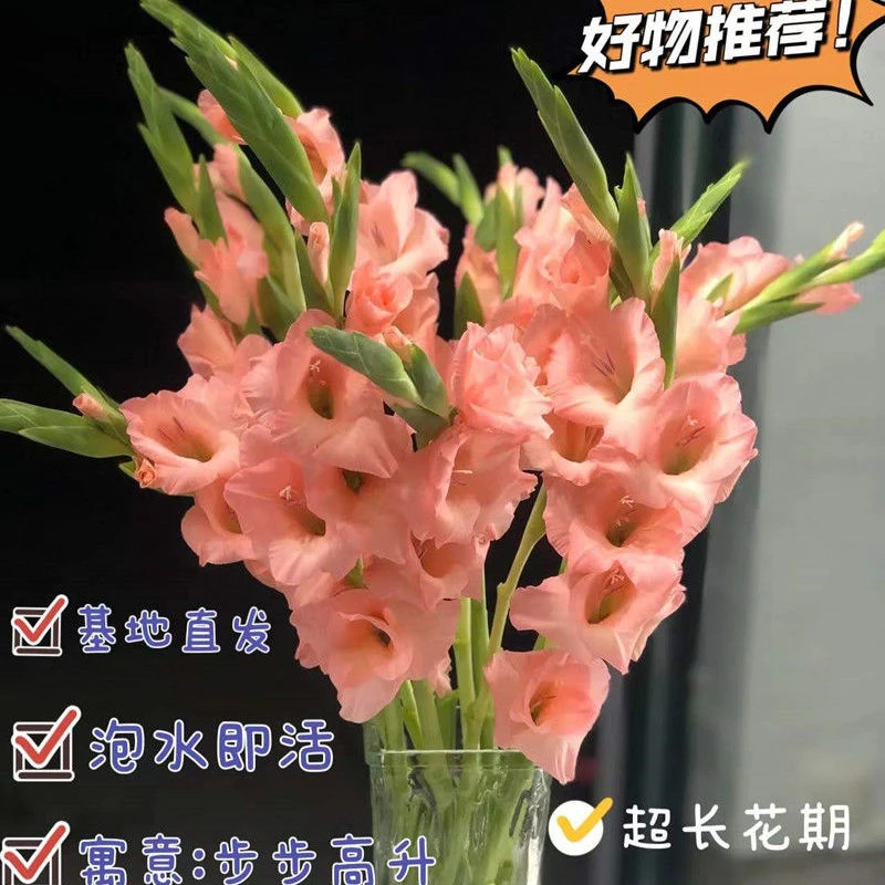粉色剑兰鲜切花基地直发顺丰包邮适合新手养护
