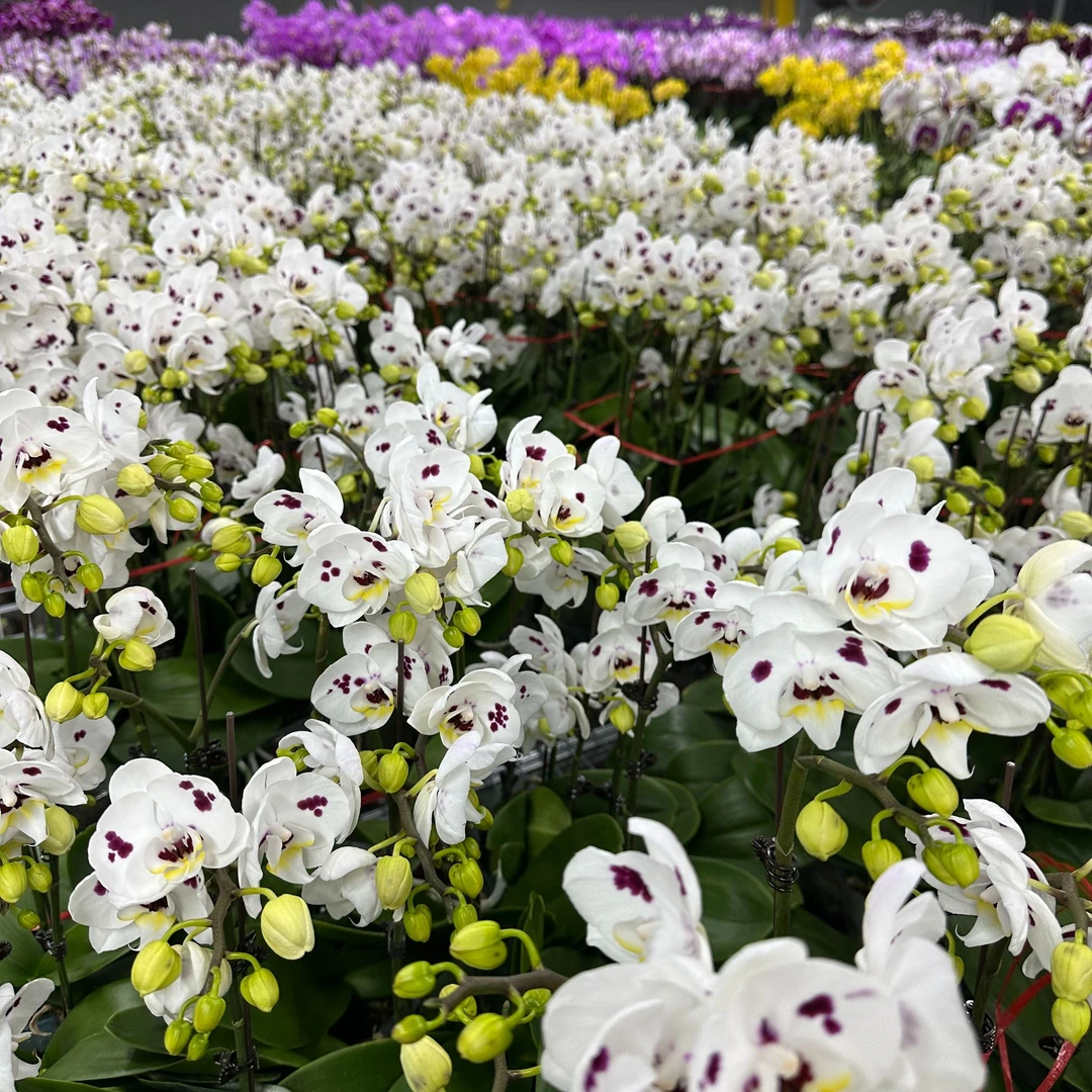 晓郝  蝴蝶兰【白色皮卡丘】花卉盆栽