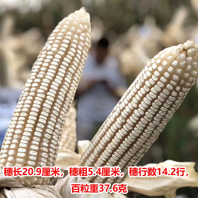 云贵高产白玉米种子大全批发矮秆白轴苞谷大棒抗倒抗旱抗寒正品
