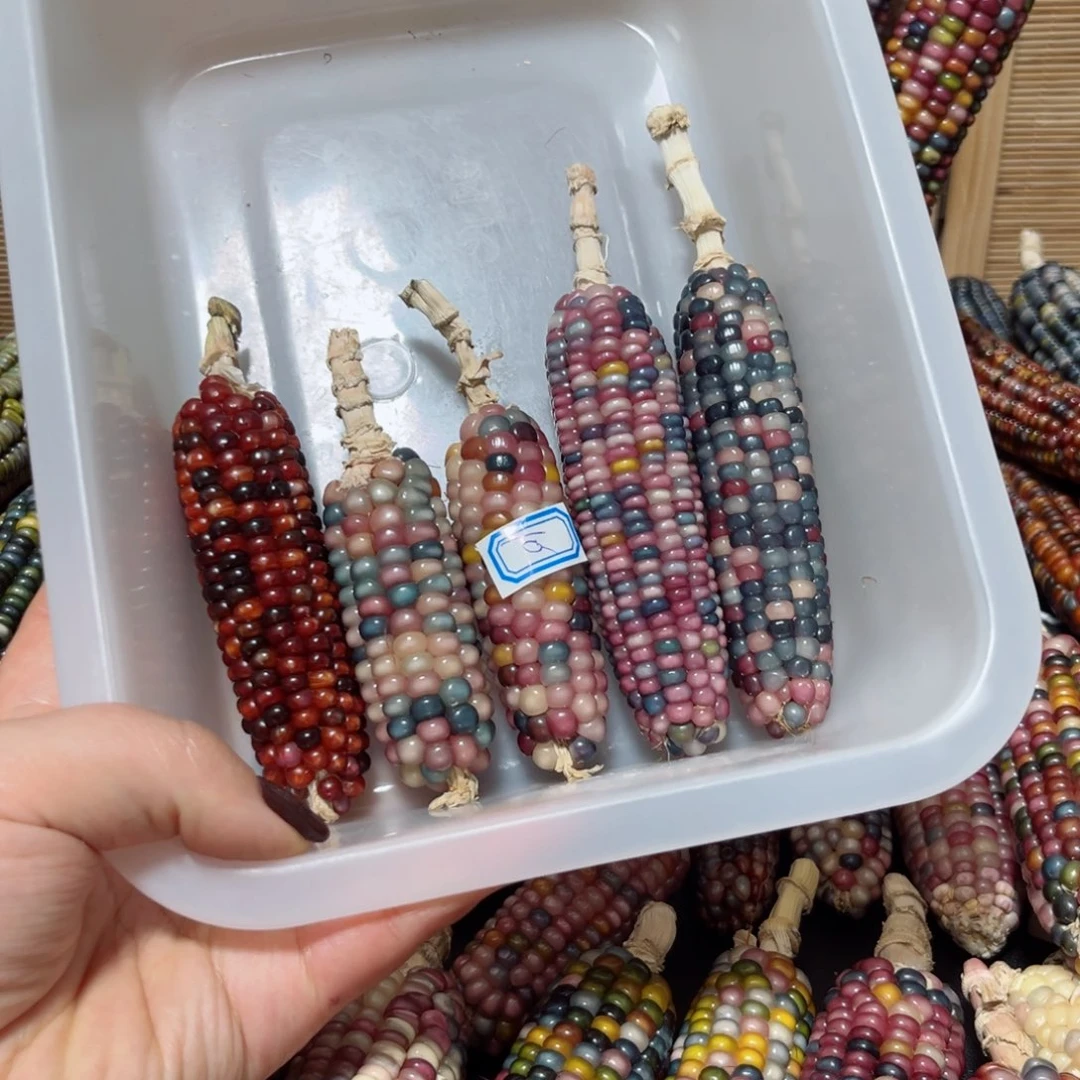 『***』直播间七彩文玩玉米