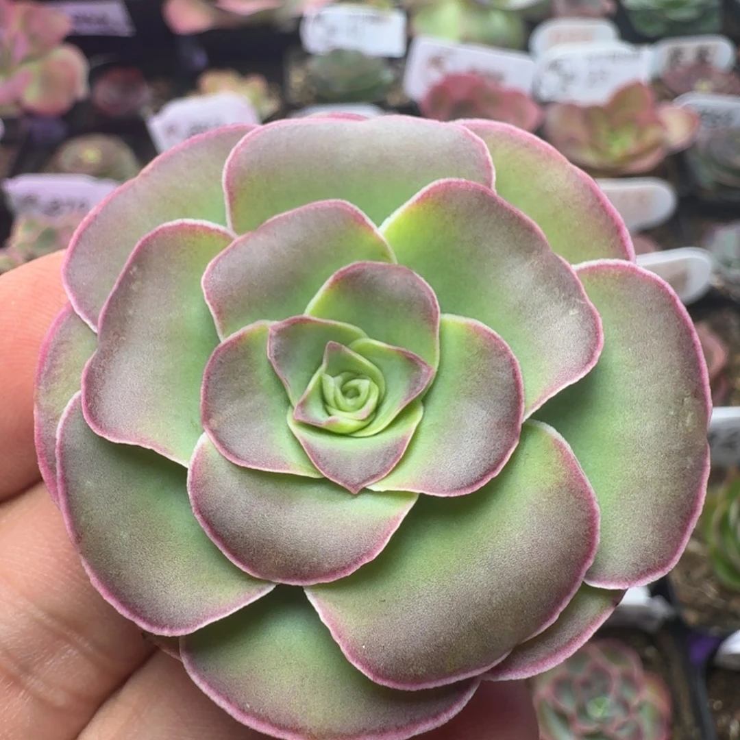 福利-113冠幅  4CM
