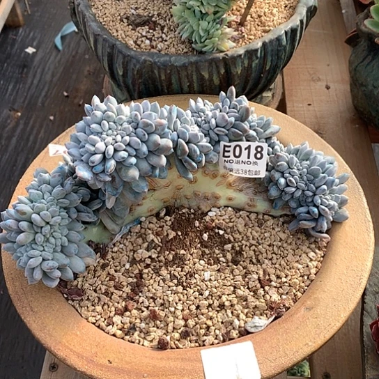 菩提子缀化018  亏本处理退款拉黑需延迟发货