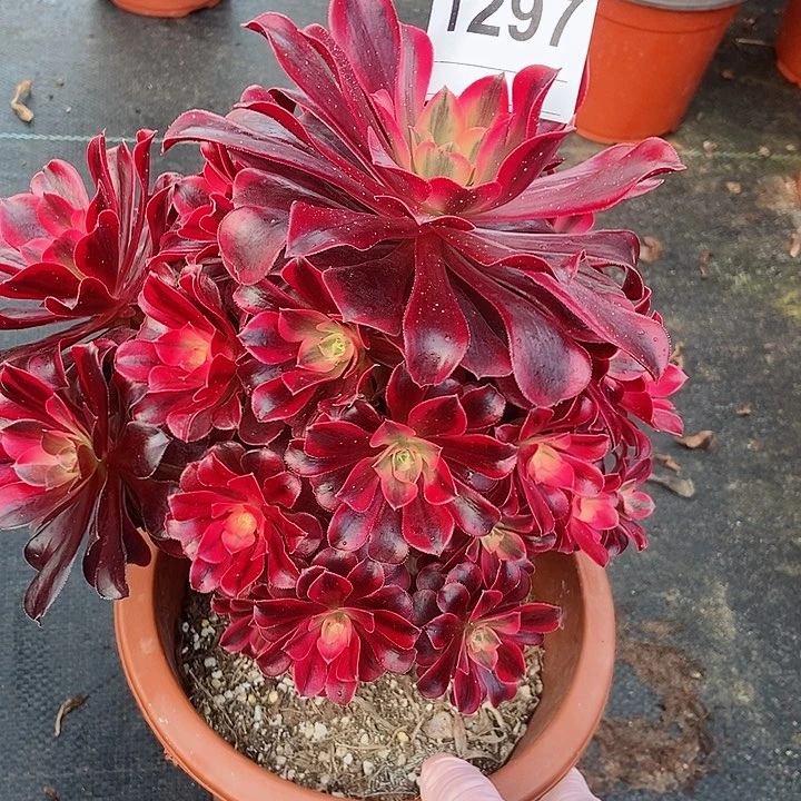 红陶1297美杜莎3多肉