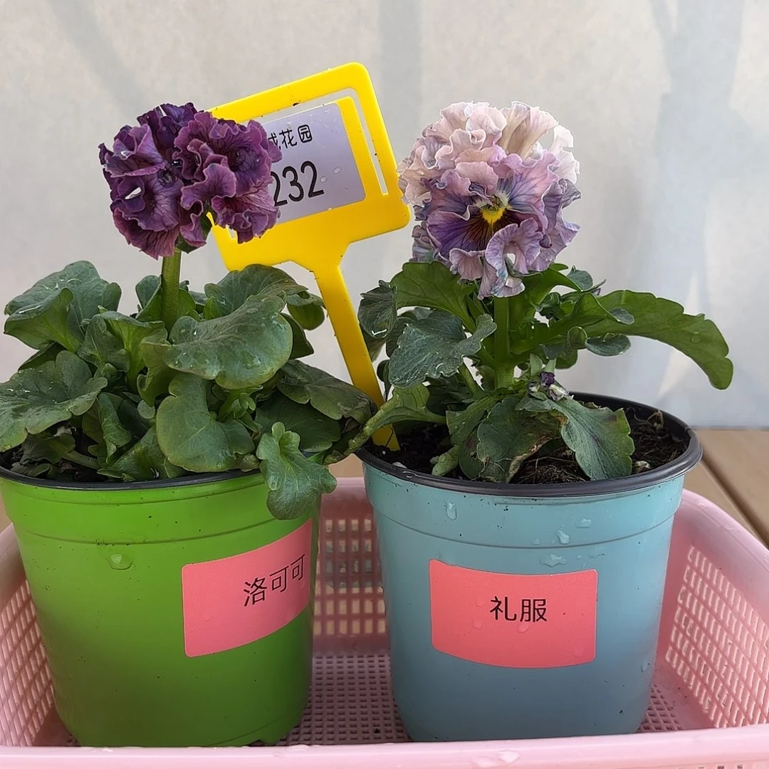 大部分开放少量花苞232