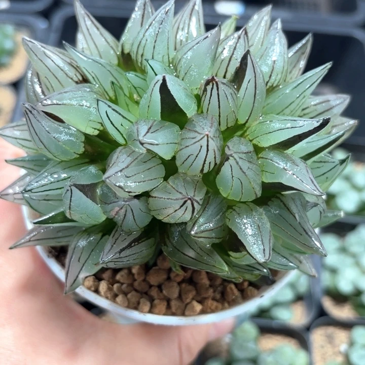 白盘母本西瓜多肉植物