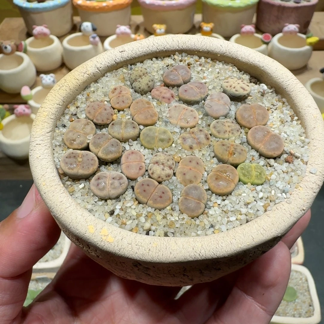 蘑菇1186草莓惜春彩拼多肉植物