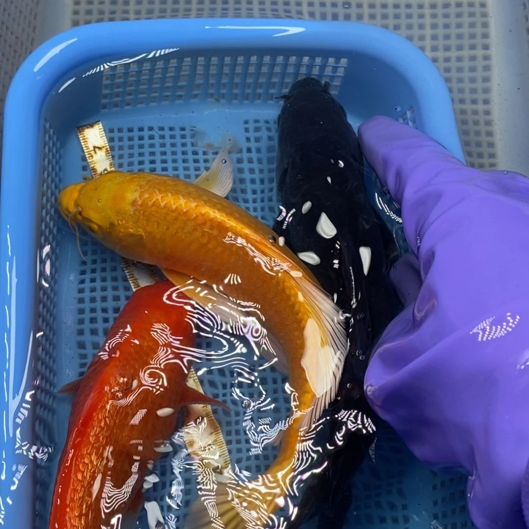 锦鲤冷水锦鲤包邮