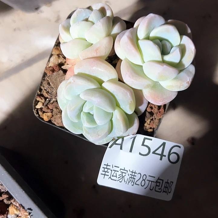 不*半幸运的是我的朋友是