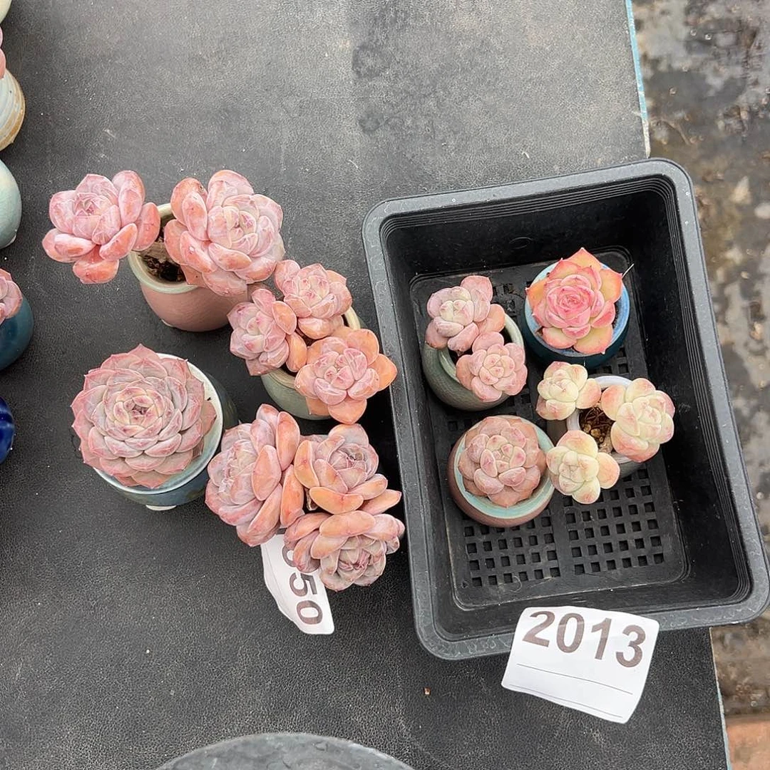 T***鹉2013号8个肉肉带盆发的时候