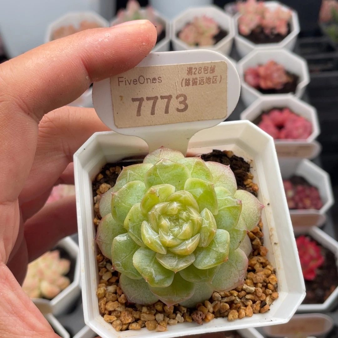 编号系列7773-5.5厘米